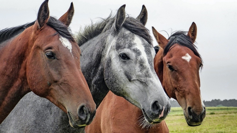 Hevos- ja väriterapia – auttavatko ne oikeasti?